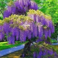 Mentális Újraprogramozás Coach / Mental Repatterning Coach / Coach für mentales Repatterning