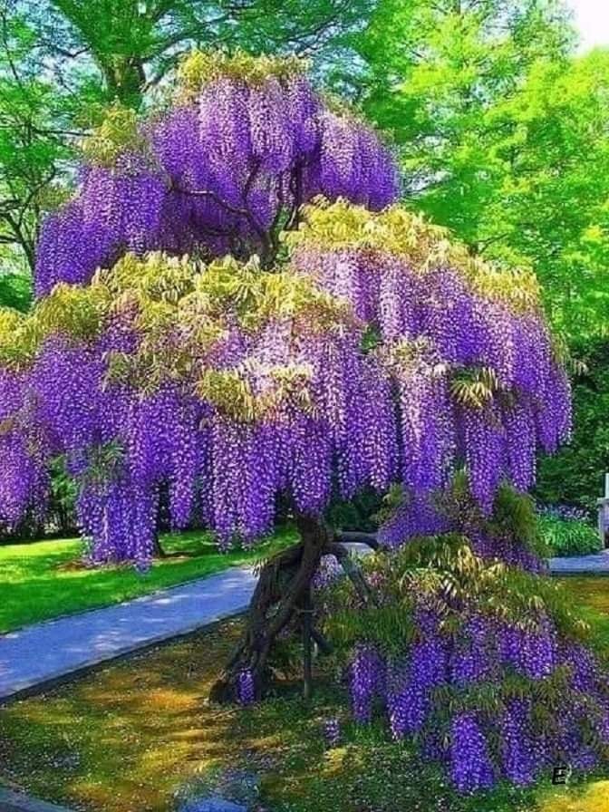 Mentális Újraprogramozás Coach / Mental Repatterning Coach / Coach für mentales Repatterning - Image 8